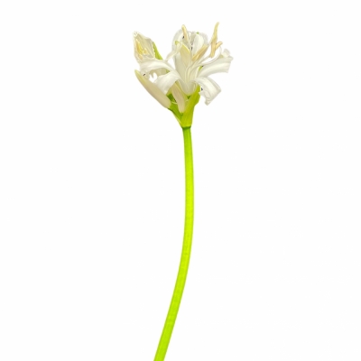 Nerine BOWDENII BIANCANEVE