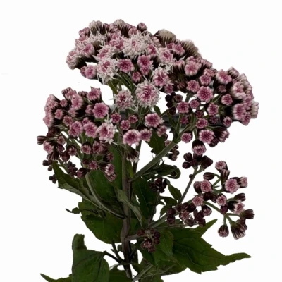 Nestarka RUGOSUM LUCKY PINK 50 cm