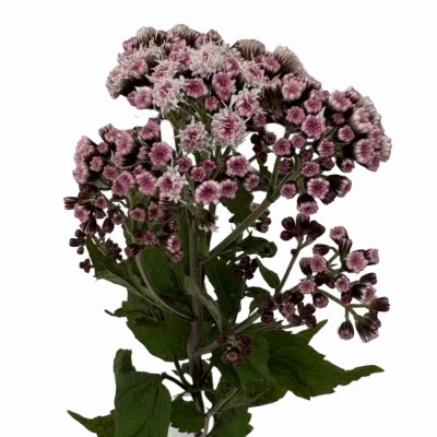 Nestarka RUGOSUM LUCKY PINK