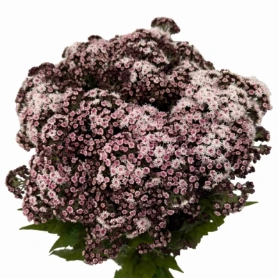 Nestarka RUGOSUM LUCKY PINK