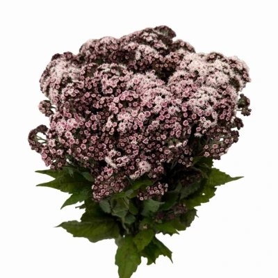 Nestarka RUGOSUM LUCKY PINK