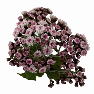 Nestarka RUGOSUM LUCKY PINK