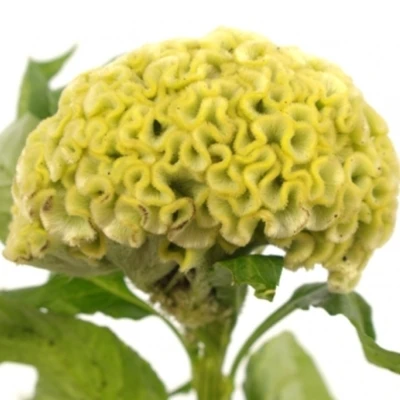 Nevadlec ARGENTEA CRISTATA FROZEN