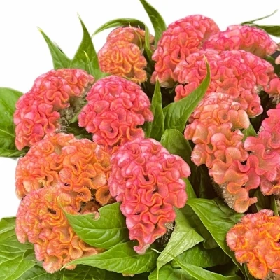 Nevadlec ARGENTEA CRISTATA PINK DELIGHT