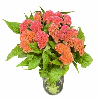 Nevadlec ARGENTEA CRISTATA PINK DELIGHT