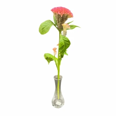 Nevadlec ARGENTEA CRISTATA PINK DELIGHT