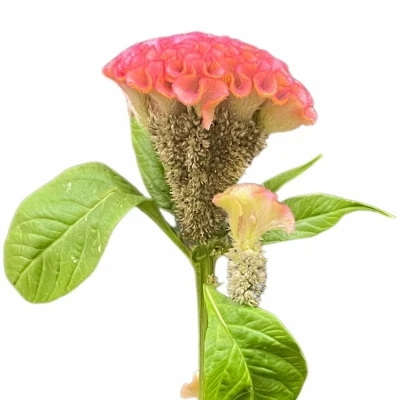 Nevadlec ARGENTEA CRISTATA PINK DELIGHT 65cm