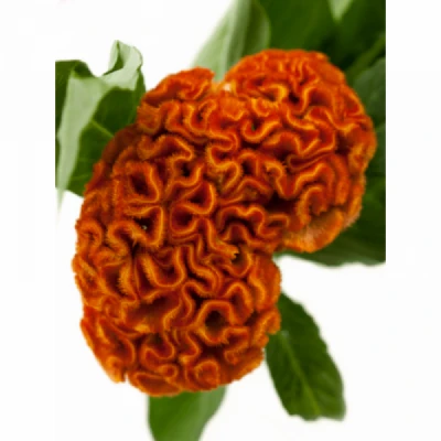 Nevadlec ARGENTEA CRISTATA SUNSHINE REGGAE