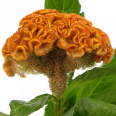 Nevadlec ARGENTEA FANTASY ORANGE 65cm