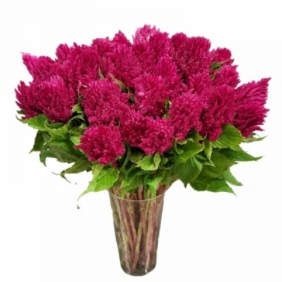 Nevadlec ARGENTEA PLUMOSA CENTURY PURPLE ROSE