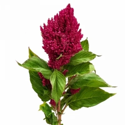 Nevadlec ARGENTEA PLUMOSA CENTURY PURPLE ROSE 70cm