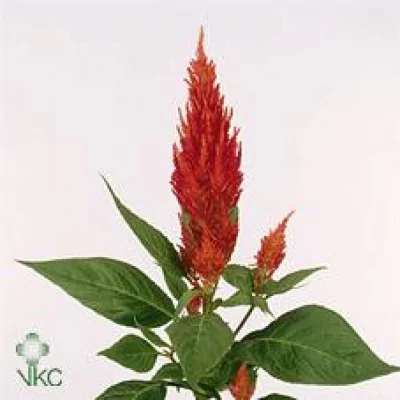 Nevadlec ARGENTEA PLUMOSA KIM ORANJE 40cm