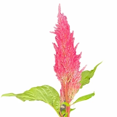 Nevadlec ARGENTEA PLUMOSA ROYAL PINK 50cm