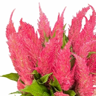 Nevadlec ARGENTEA PLUMOSA ROYAL PINK