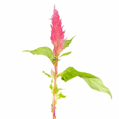 Nevadlec ARGENTEA PLUMOSA ROYAL PINK