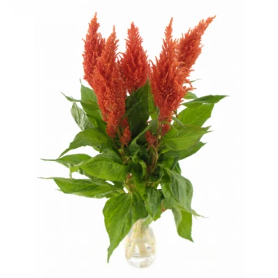 Nevadlec ARGENTEA PLUMOSA SUNDAY ORANGE