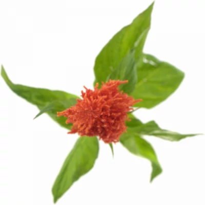 Nevadlec ARGENTEA PLUMOSA SUNDAY ORANGE