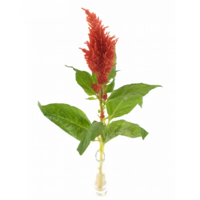 Nevadlec ARGENTEA PLUMOSA SUNDAY ORANGE