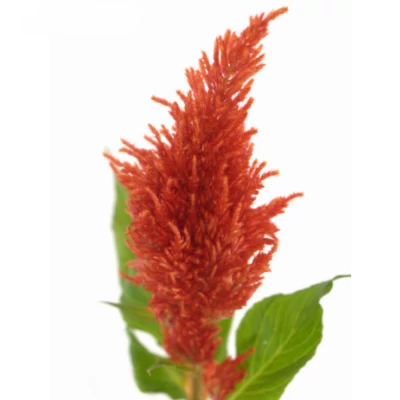 Nevadlec ARGENTEA PLUMOSA SUNDAY ORANGE 80cm