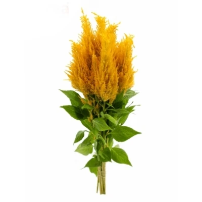 Nevadlec ARGENTEA PLUMOSA SUNDAY YELLOW