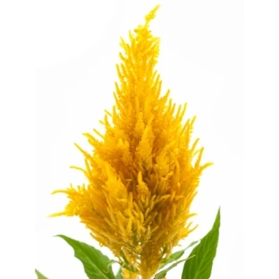 Nevadlec ARGENTEA PLUMOSA SUNDAY YELLOW 40 cm
