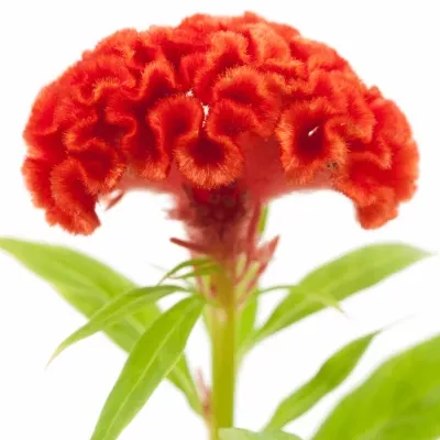 Nevadlec C PERSIMMON CHIEF 65cm