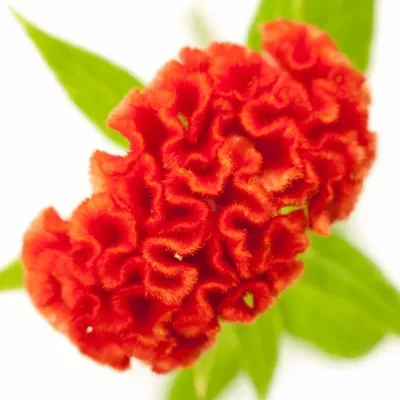 Nevadlec C PERSIMMON CHIEF 65cm