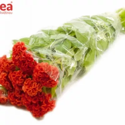 Nevadlec C PERSIMMON CHIEF 65cm