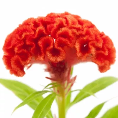 Nevadlec hřebenitý CRISTATA PERSIMMON CHIEF 65cm