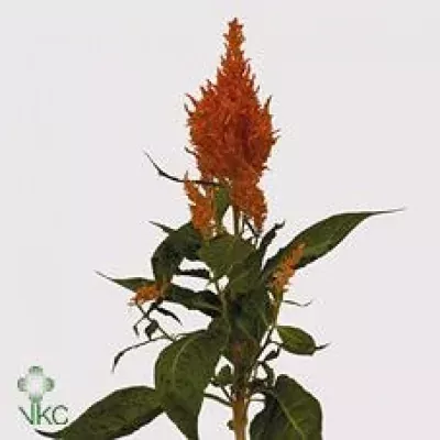 Nevadlec hřebenitý APRICOT BRANDY 40cm