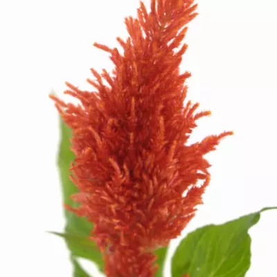 Nevadlec ARGENTEA PLUMOSA CENTURY FIRE 70cm