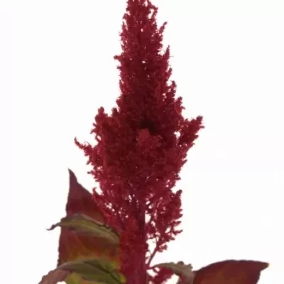 Nevadlec ARGENTEA PLUMOSA CENTURY ROOD 50cm