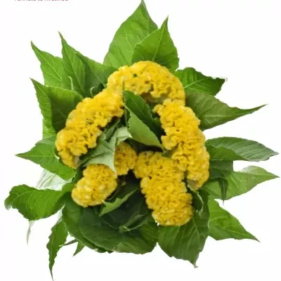 Plamenník hrebenitý Cristi ACT INKA 75cm