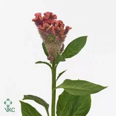 Nevadlec hřebenitý CRISTATA FANTASY PINK 75cm