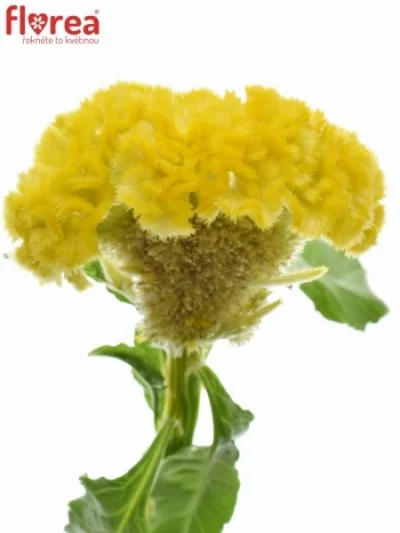 Nevadlec hřebenitý CRISTATA FANTASY YELLOW 50cm