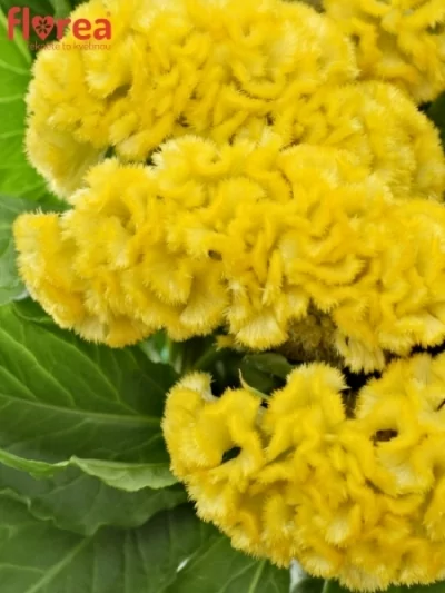 Nevadlec hřebenitý CRISTATA FANTASY YELLOW