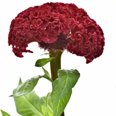 Celosia