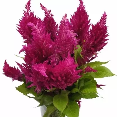 Nevadlec hřebenitý CRISTATA SUNDAY PURPLE