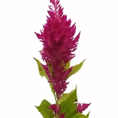 Nevadlec hřebenitý CRISTATA SUNDAY PURPLE 75cm