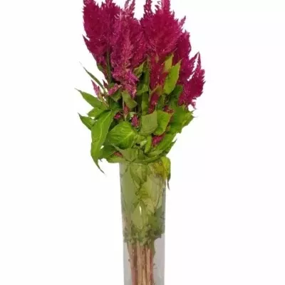 Nevadlec hřebenitý CRISTATA SUNDAY PURPLE