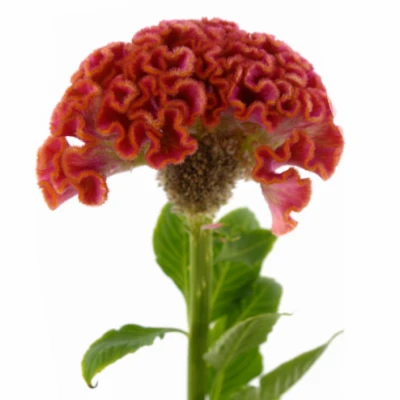 Nevadlec hřebenitý NEO ORANGE 70cm