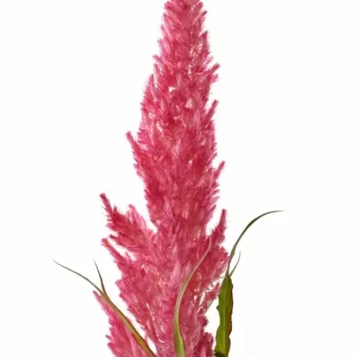 Nevadlec hřebenitý PLUMOSA KIM ROSE 70cm