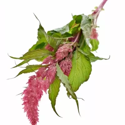 Nevadlec hřebenitý PLUMOSA KIM ROSE 70cm