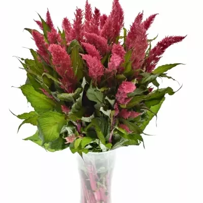 Nevadlec hřebenitý PLUMOSA KIM ROSE 70cm