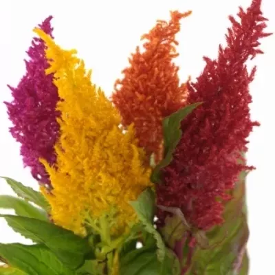 Nevadlec hřebenitý PLUMOSA MIX 45cm