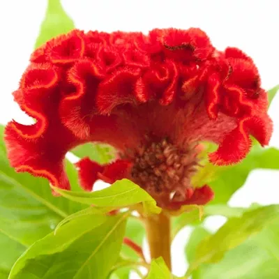 Nevadlec hřebenitý CRISTATA No. 9  65cm