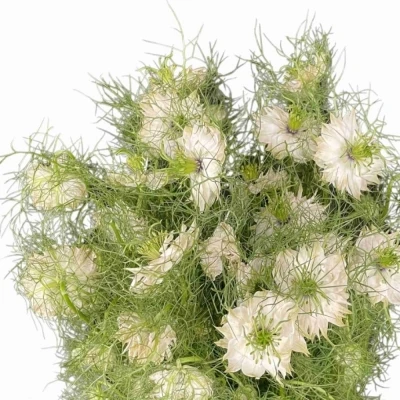 Černucha POWER WHITE 70cm