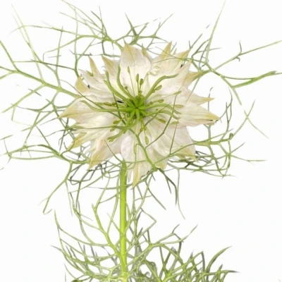 NIGELLA POWER WHITE