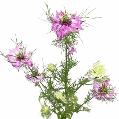 Černucha ROSE 70cm