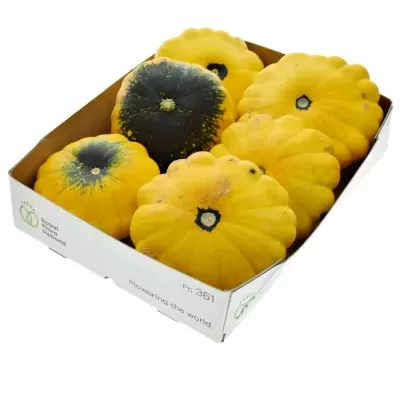 Okrasná dýně FL SAUCER x12